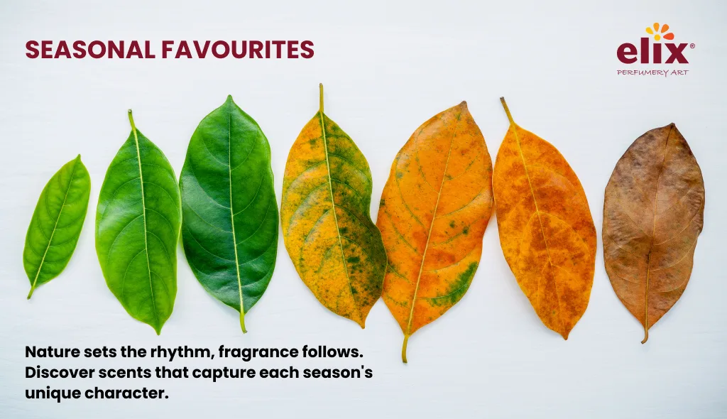 Limited edition scent launches - Seasonal favourites